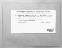 Marasmius oreades image